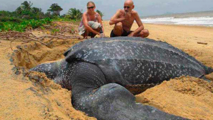 tortuga-playa-500-kilos