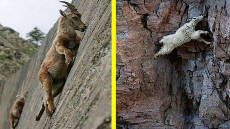 10 Fotos que muestran las cabras montañosas desafiando la ley de la gravedad