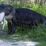 cosas-raras-australia-3