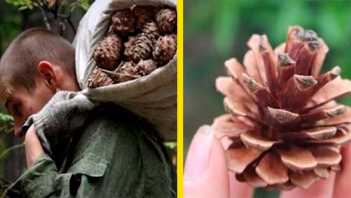 disenos-fantasticos-pinitas