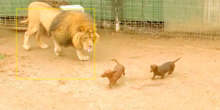 Dos perros “salchicha” entran en la jaula de un león. Preciosa historia de amor única
