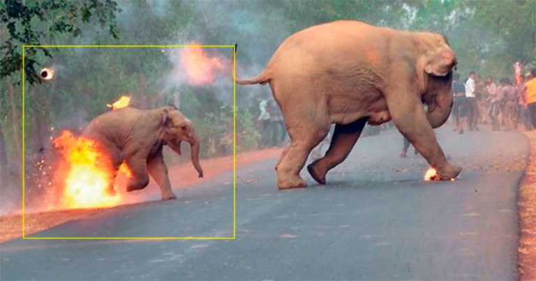 Un fotógrafo publica una aterradora imagen de personas prendiendo fuego a elefantes en la India