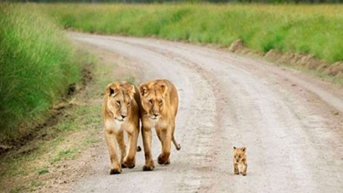 fotografias-lindos-animales