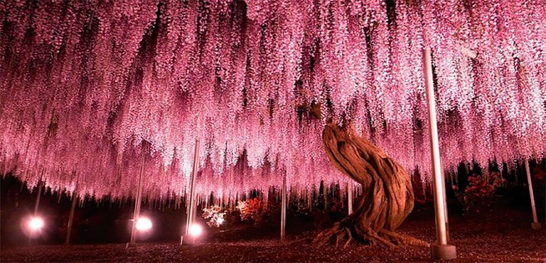 23 Fotos de los árboles más hermosos de todo el mundo