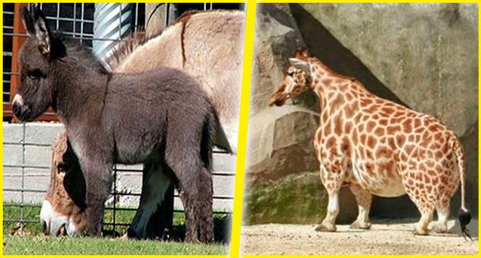 hermosos-animales-enanos