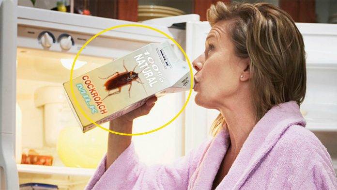 leche-de-cucaracha