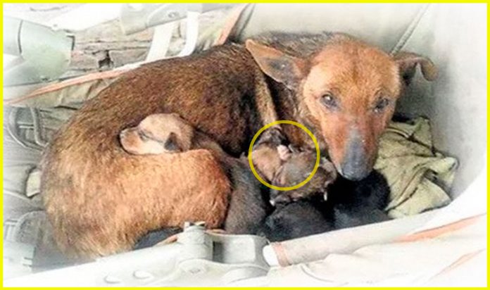 perrita-callejera-cuida-de-bebe