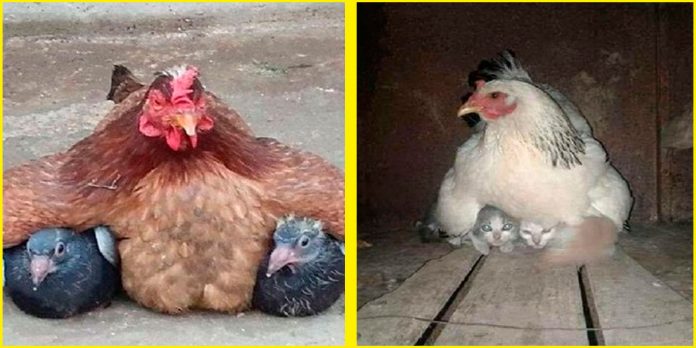 simpatica-mama-gallina