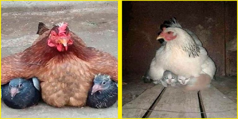 11 simpáticas mamá gallina que se esmeraron en cuidar a sus crías sin importar de qué especie eran.