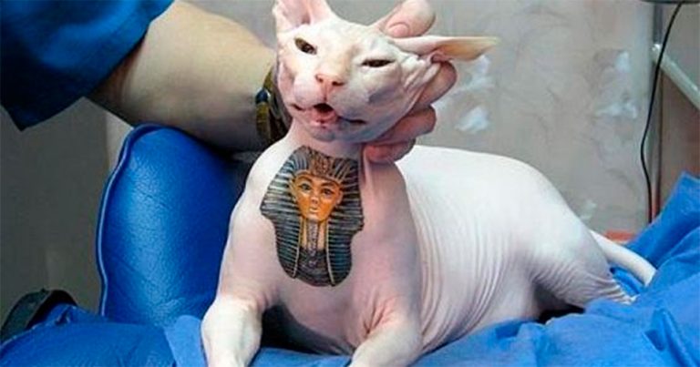 Tatuajes en animales: ¿Moda o maltrato animal?.