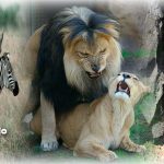 asi-tienen-sexo-estos-animales