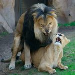 asi-tienen-sexo-estos-animales-2
