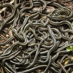 asi-tienen-sexo-estos-animales-3