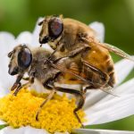 asi-tienen-sexo-estos-animales-4
