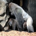 asi-tienen-sexo-estos-animales-6