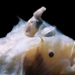 asi-tienen-sexo-estos-animales-7