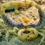 asi-tienen-sexo-estos-animales-8
