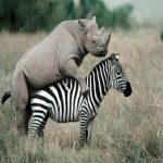 asi-tienen-sexo-estos-animales-9
