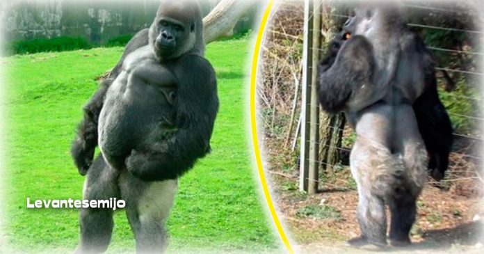 gorila-sensacion-camina-como-humano