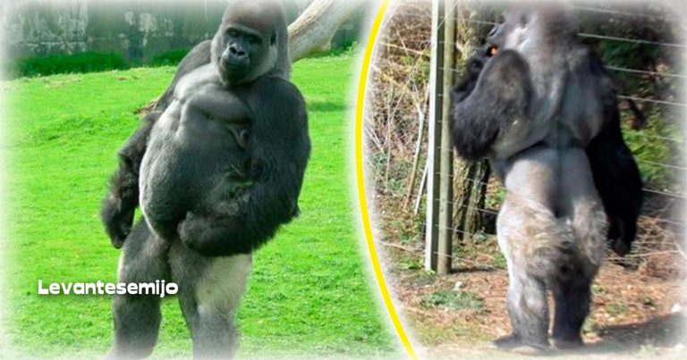 [VÍDEOS]: Gorila es la sensación de Internet por caminar como los humanos