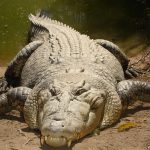 animales-mas-peligrosos-de-australia-1