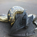 animales-mas-peligrosos-de-australia-11