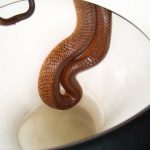 animales-mas-peligrosos-de-australia-12