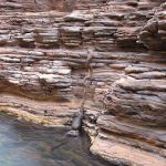 animales-mas-peligrosos-de-australia-13