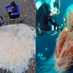 animales-mas-peligrosos-de-australia-2