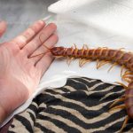 animales-mas-peligrosos-de-australia-20