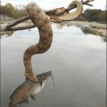 animales-mas-peligrosos-de-australia-5