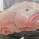 animales-mas-peligrosos-de-australia-6