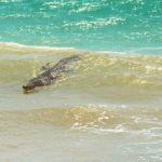 animales-mas-peligrosos-de-australia-7