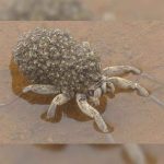 animales-mas-peligrosos-de-australia-8