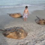 animales-mas-peligrosos-de-australia-9