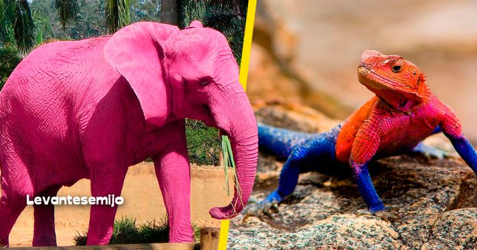 animales-de-color-unico