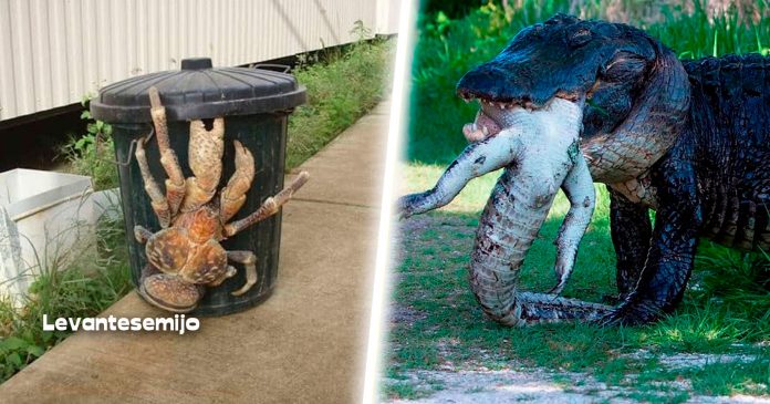 animales-peligrosos-en-australia