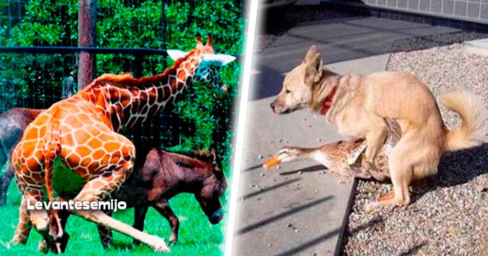 estos-animales-son-unos-degenerados