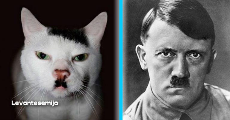 Divertidas fotos de animales donde salen idénticos a los famosos