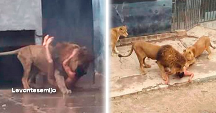 leones-atacaron-hombre-que-se-creia-el-mesias