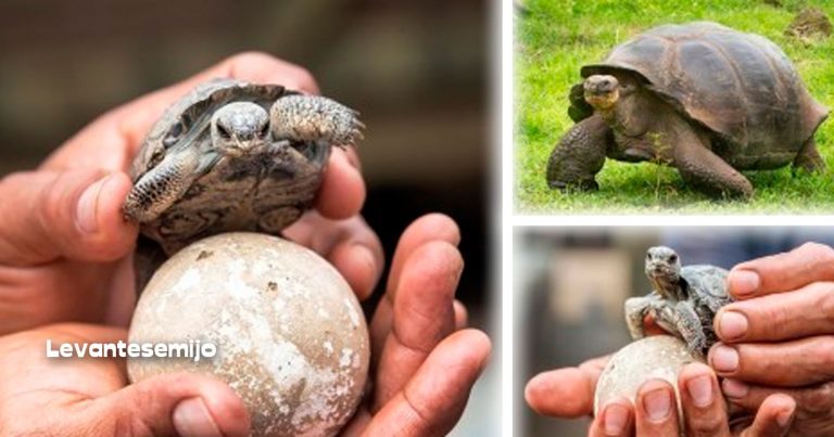¡Una buena noticia! Nacen tortugas bebés en Galápagos después de más de 100 años