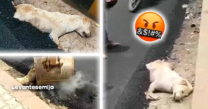 cosntruyen-carretera-sobre.un-perro