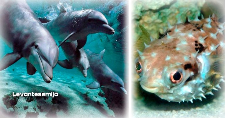 Biólogos marinos descubren que los delfines se drogan con los peces globo