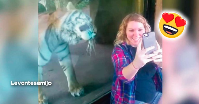 Mujer embarazada se toma foto con el tigre y este reacciona cuando descubre que está embarazada