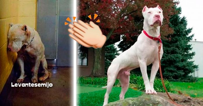 perritos-antes-y-despues-de-ser-adoptados