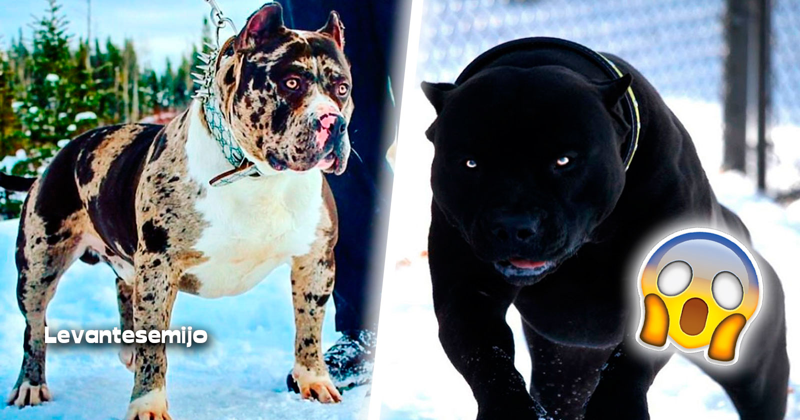 Alos perros les da ipo