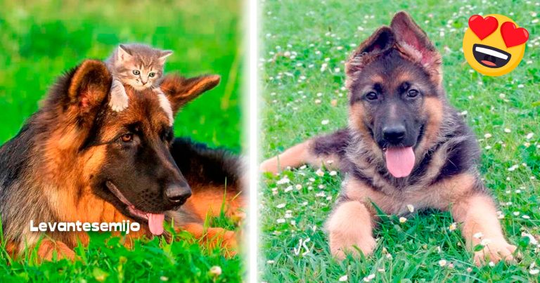 13 Motivos de por qué definitivamente no debes tener un perro pastor alemán