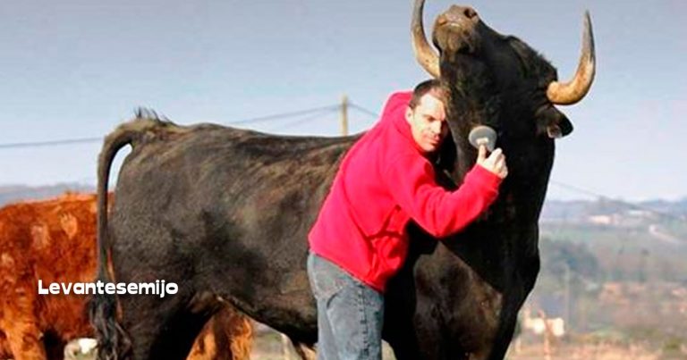 Este chico adoptó un toro de corridas y le muestra a todo el mundo lo que es el maltrato animal