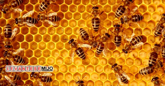 abejas-ser-vivo-mas-importante-del-planeta