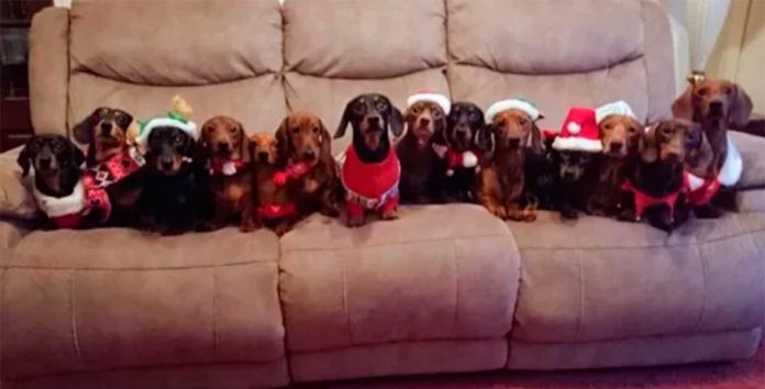 17-perros-posando-para-foto-de-navidad